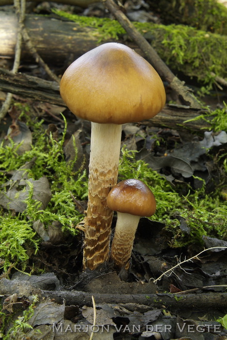 Gegordelde gordijnzwam - Cortinarius trivialis